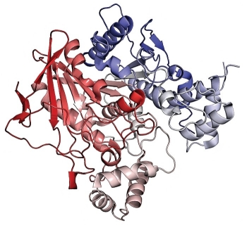 Ribbon structure of BChE, a naturally occurring enzyme that binds nerve agents.